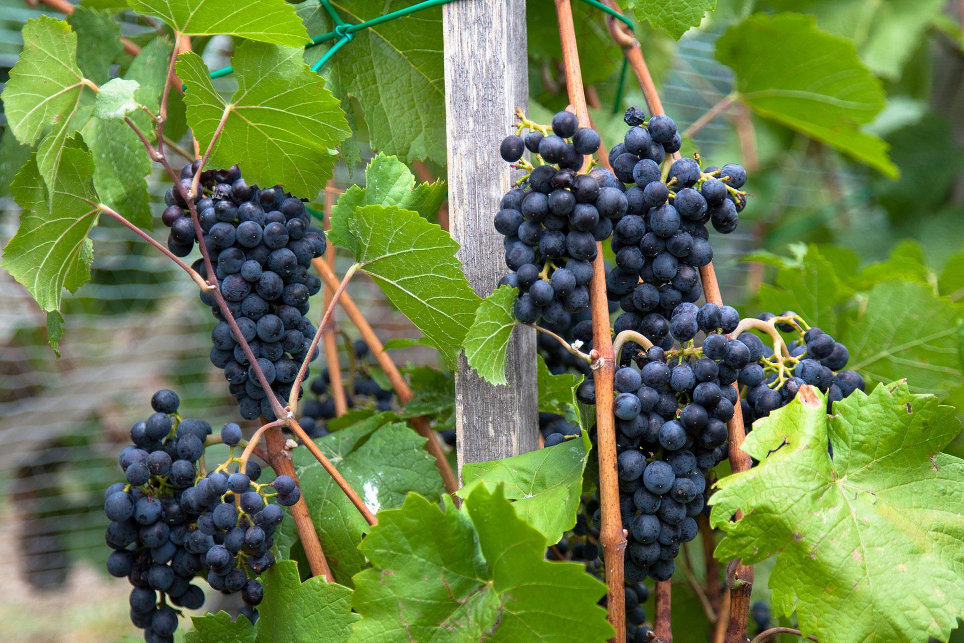 Návštěvníci vinobraní na nádvoří zámku Kačina