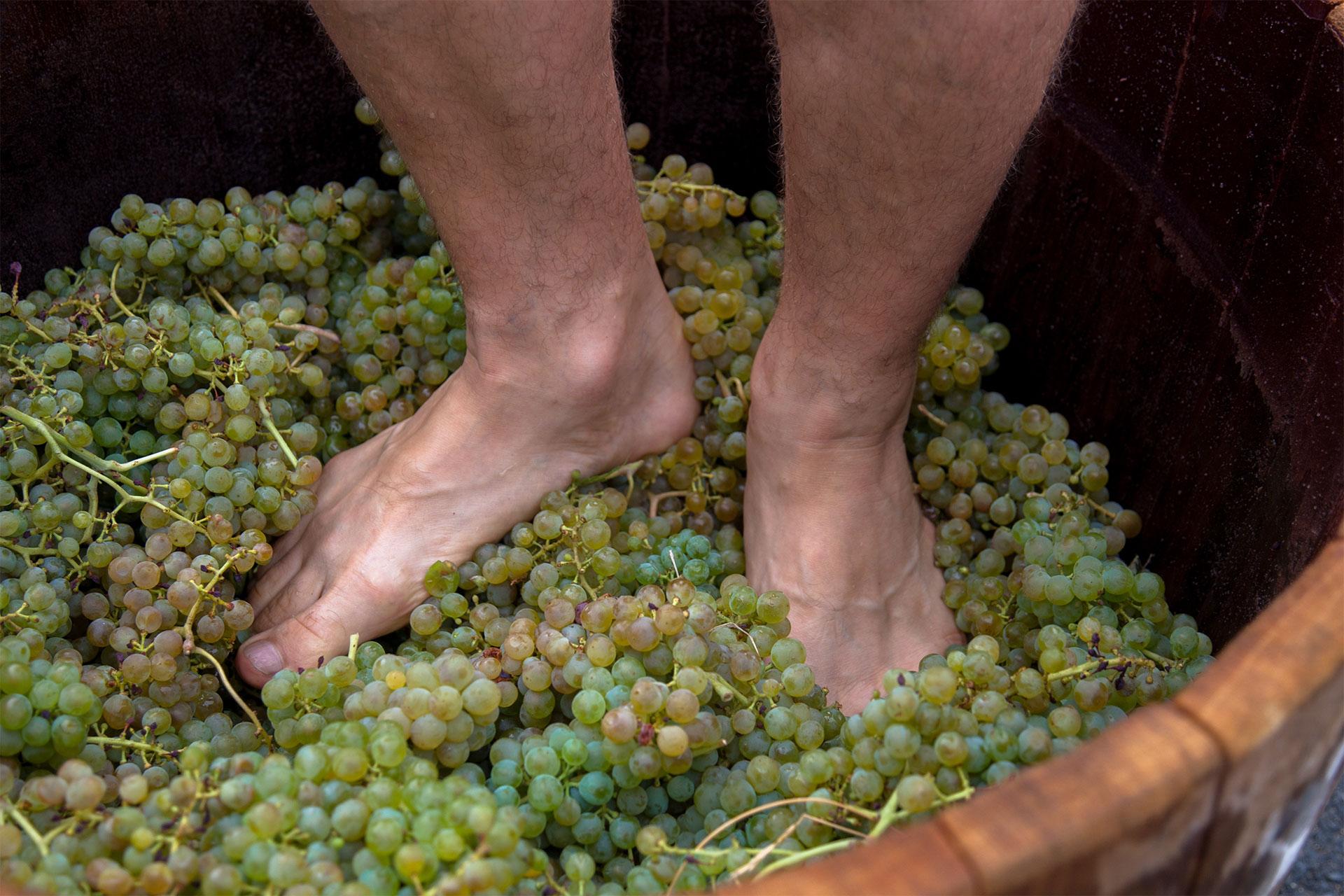Vinobraní na zámku Kačina