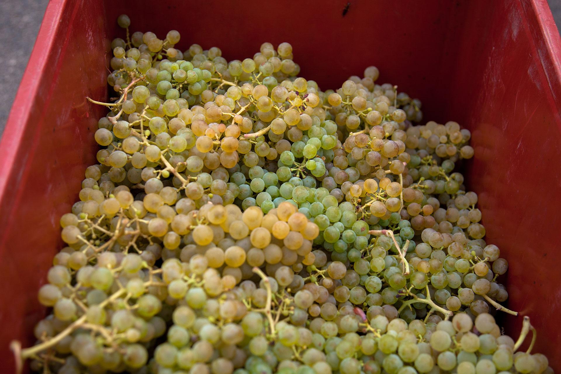 Vinobraní na zámku Kačina